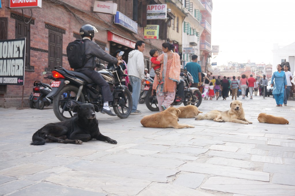 Au Népal, les chiens sont rois...